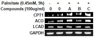 Herbal compounds (A and C) induced lipolytic gene CPT1, ACO and LCAD expression in AML cells