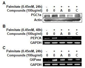 Herbal compounds decreased gluconeogenic gene PEPCK, G6Pase and PGC1a mRNA levels