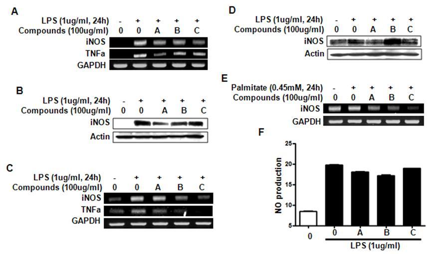 Herbal compounds (A and C) suppress iNOS, TNFa and NO level