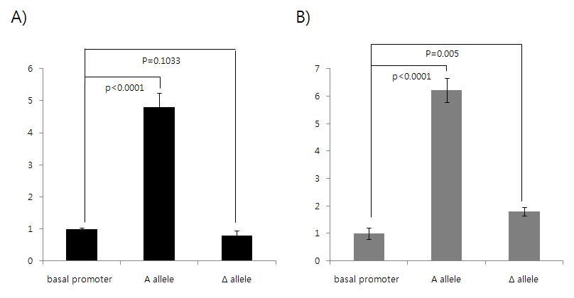 Promoter reporter assay of A-944Δ SNP on KL. Promoter regions of KL were amplified by PCR using genomic DNAs of AA and ΔΔ homozygote and were inserted into pcDNA-Luc plasmid