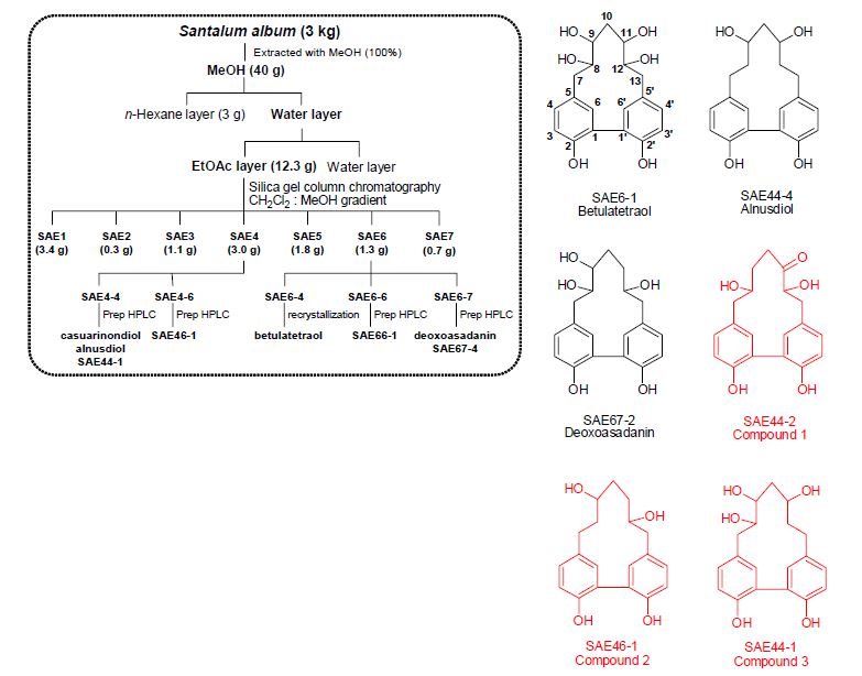 백단향 (Santalum album) 추출물로부터 주요 성분 분리정제 및 구조규명