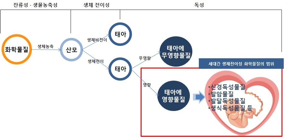 세대간 생체전이성 화학물질의 범위