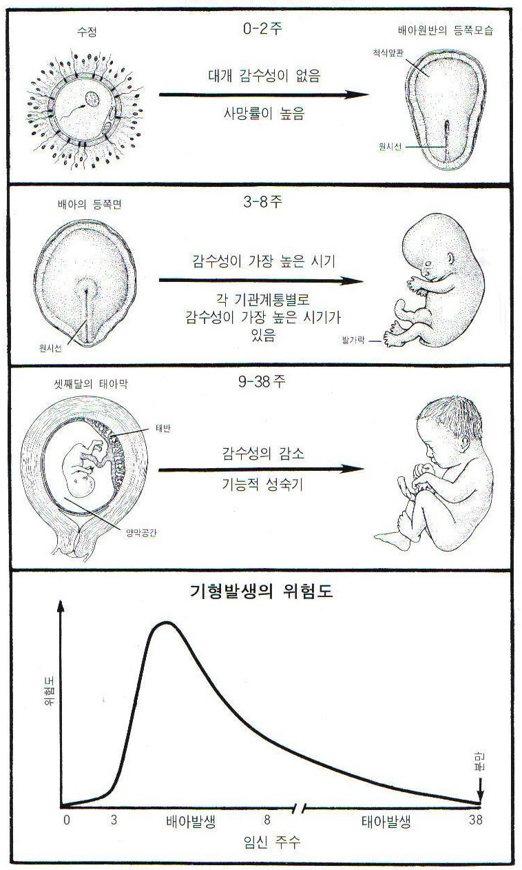 기형유발 감수성 기간