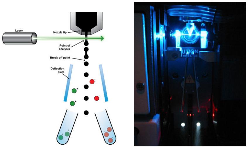 FACS, fluorescence activated cell sorter