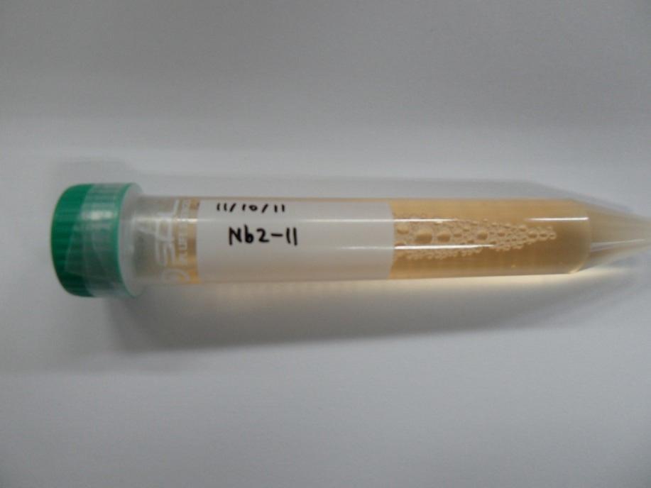 Nb2-11 cell sample