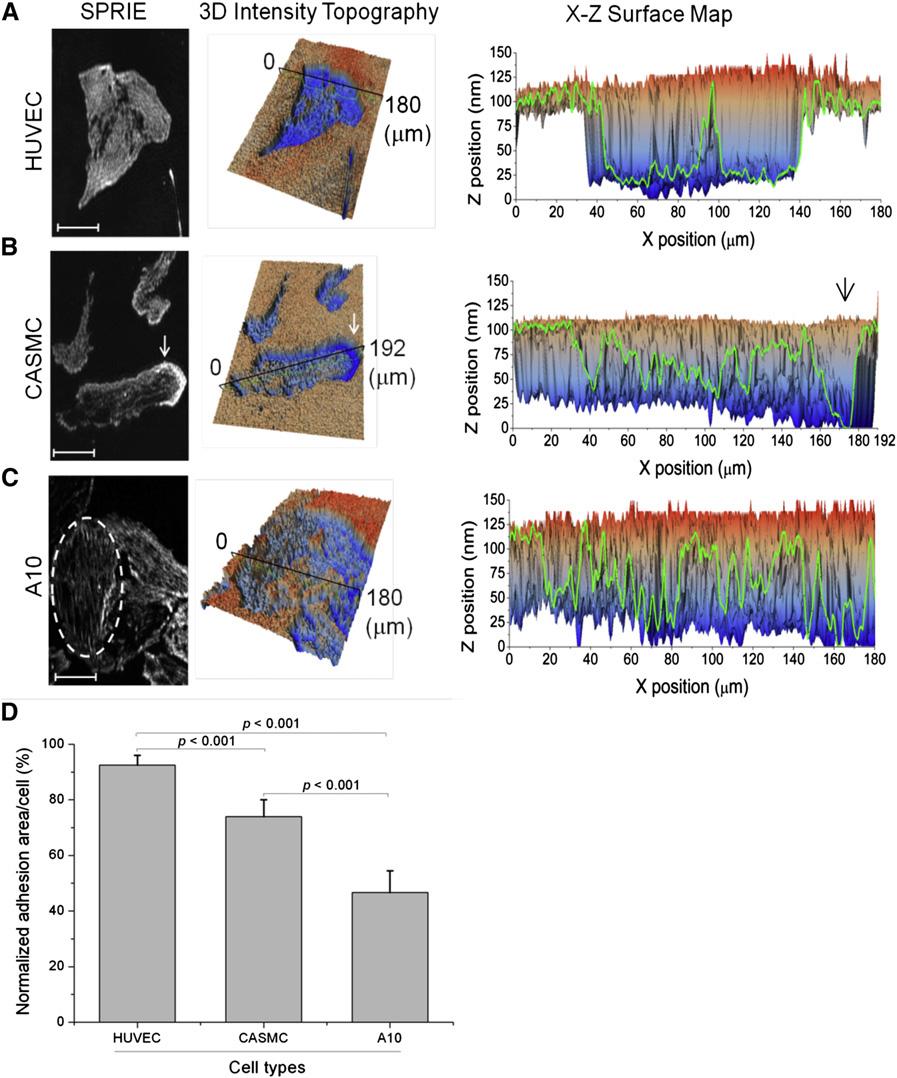 단파장 타원계측기술을 사용하여 세포 계면에서 SPR 이미지의 두께 변화를 분석한 결과, 3 종류의 세포; human umbilical vein endothelial cells(HUVECs), human coronary artery smooth muscle cells (CASMCs), rat vascular smooth muscle cell line (A10)