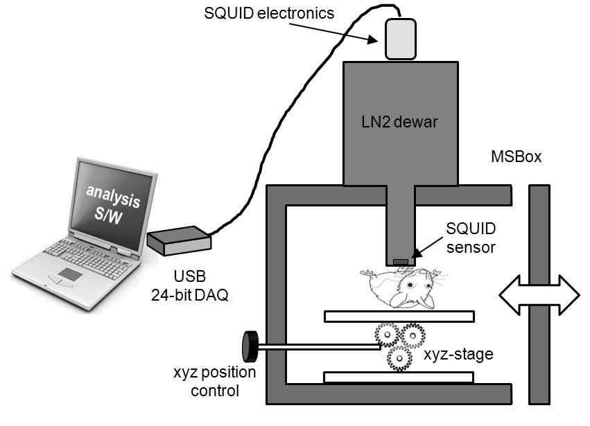 Schematic diagram of the rat MCG measurement system.