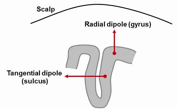 Tangential dipole and Radial dipole.