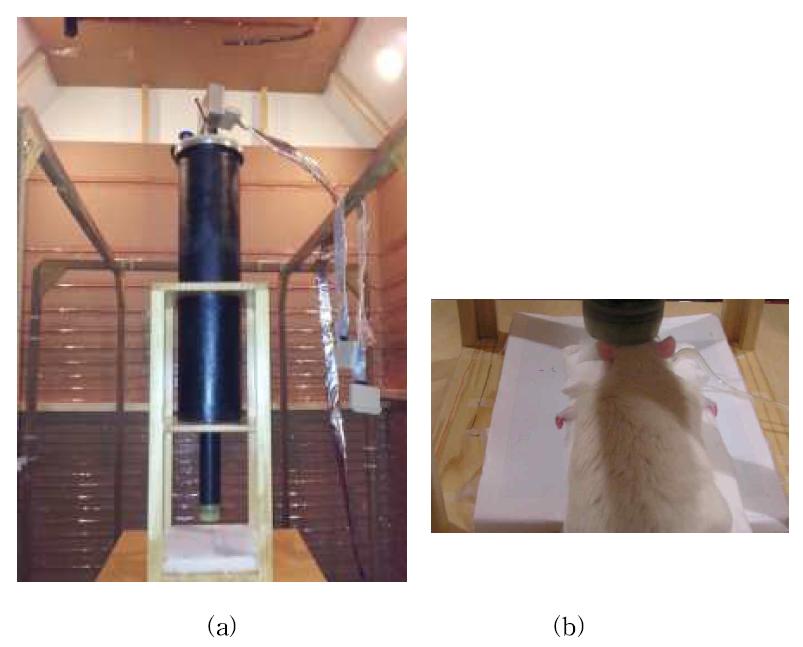 (a) MEG dewar in a Magnetically Shielded Room (b) Rat's brain under the dewar bottom and the auditory stimulus tube.