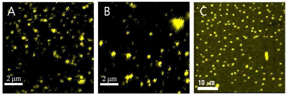 단일분자형광 이미지. (A) PDDF, (B) PDDF-NP (C) PDDF@SiO2 NP