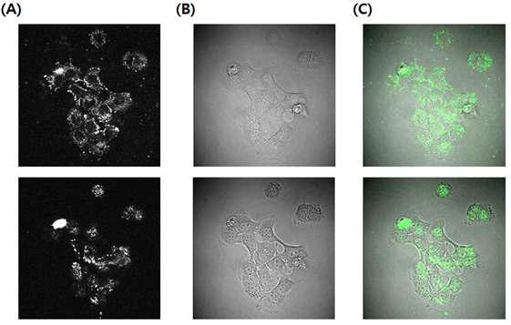 Antagonistic ErB2 aptamer internalization in A431 cells.