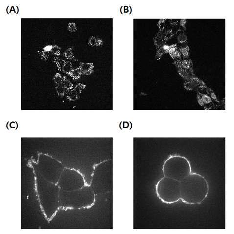 Cell specific internalization of the antagonistic ErbB2 aptamer.