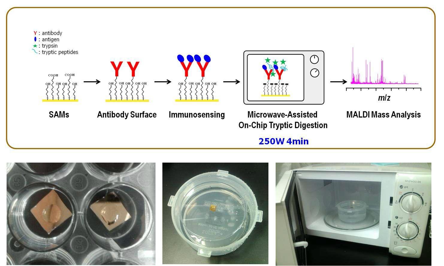 계면단백질 질량분석기술 도식 및 실험에 사용된 칩과 마이크로렌지