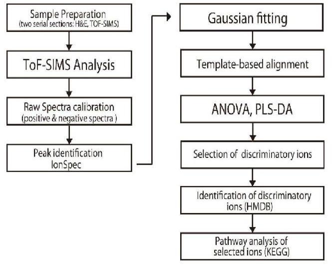 TOF-SIMS 데이터의 automatic analysis를 위한 framework