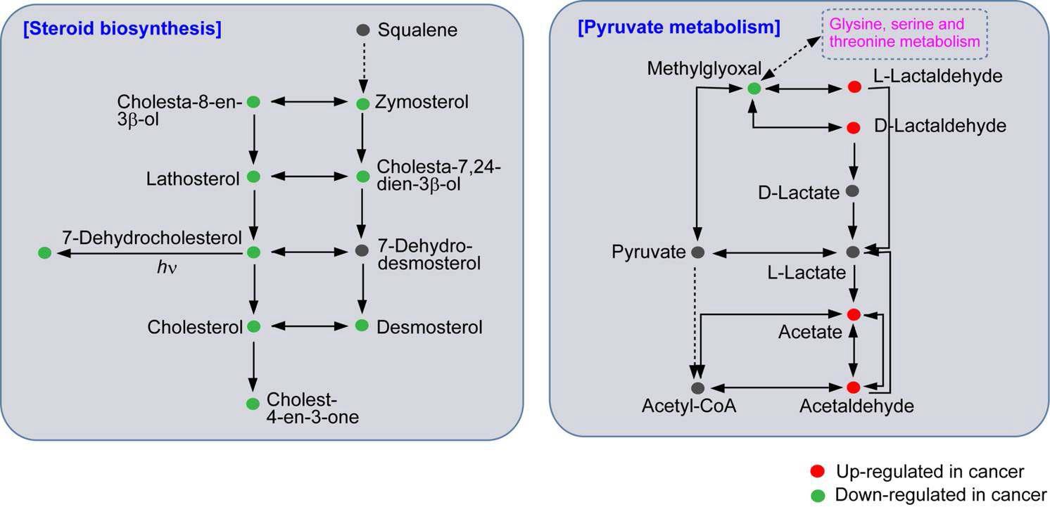 steroid biosysnthesis와 pyruvate metabolism의 네트워크.