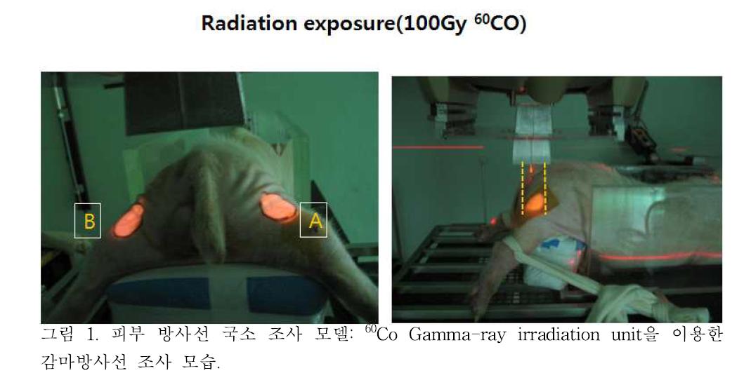 피부 방사선 국소 조사 모델: Co Gamma-ray irradiation unit을 이용한 감마방사선 조사 모습.