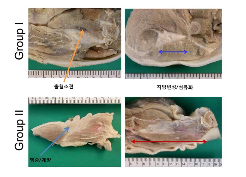 국소 방사선 피폭 모델에서의 hUCB-MSC 투여에 의한 부검 후 치료효과 평가