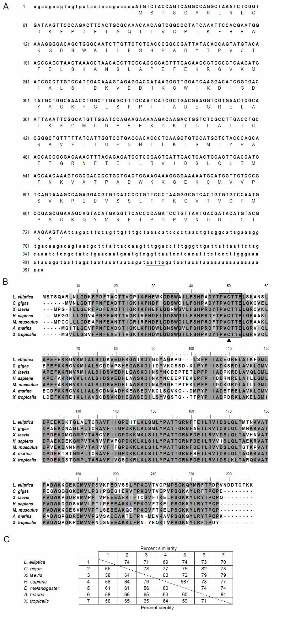 The cDNA and deduced protein sequences of lePrxVI.