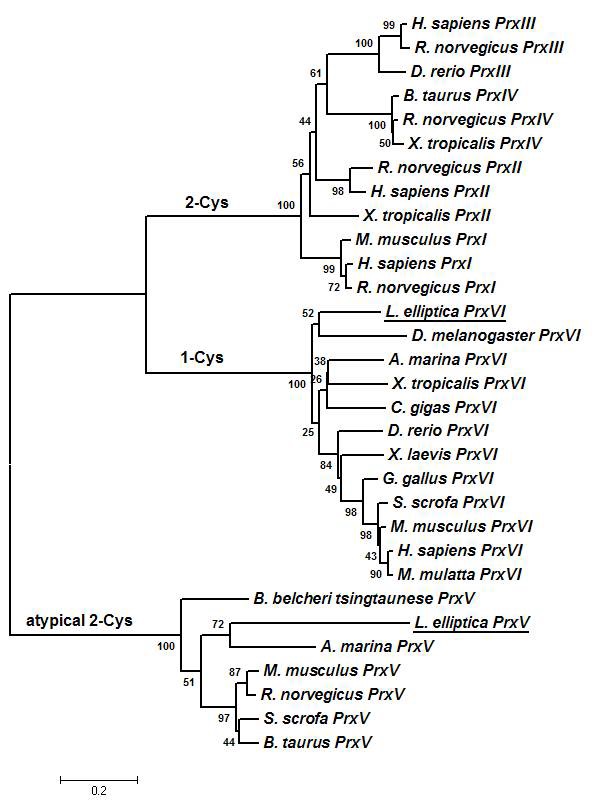 Unrooted phylogeny showing the relationships between the L. elliptica Prxs and the Prxs of other organisms.