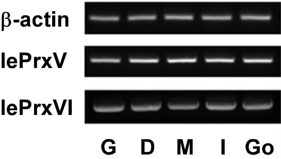 Tissue-specific expression of lePrxV and lePrxVI mRNAs in various tissues from L. elliptica, asassessed by RT-PCR.