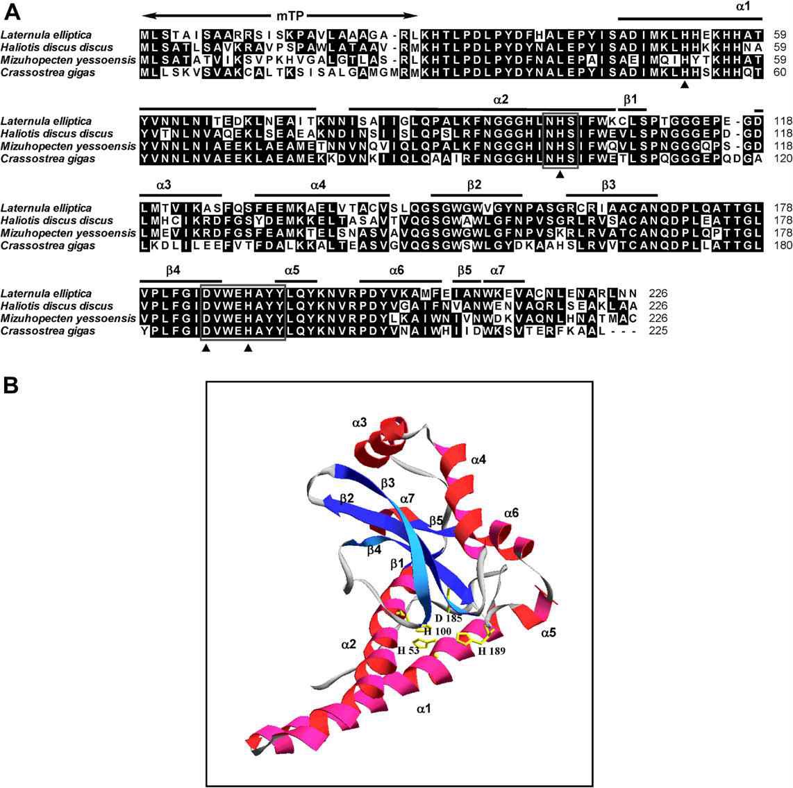 Alignment of leMnSOD deduced amino acid sequence of L. elliptica with other known mollusk MnSODs (A). Amino acids identical in all sequences are highlighted in dark gray.