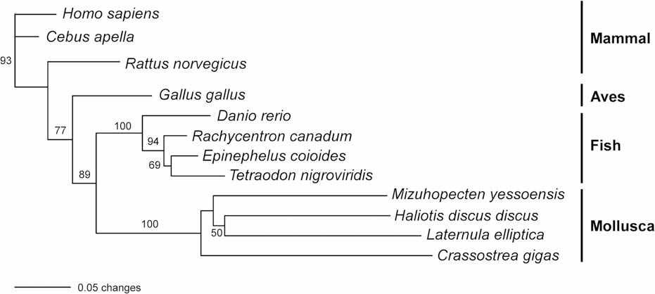 Phylogenetic analysis of the leMnSOD proteins compared to those of other species.