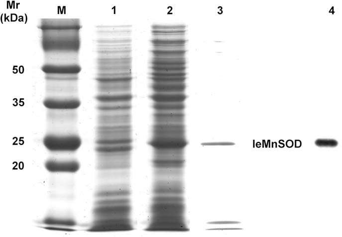 SDS-PAGE and Western blotting an alysis of expression and purification of the recombinant leMnSOD.