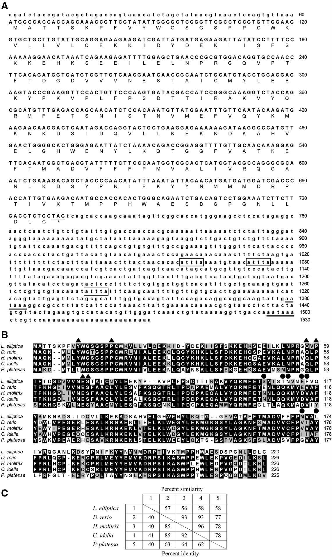 cDNA and deduced protein sequences of the rho class glutathione S-transferase of Laternula elliptica (accession number in GenBank: FJ615307).