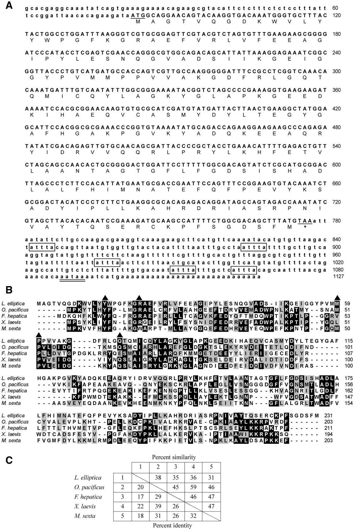 cDNA and deduced protein sequences of the sigma class glutathioneS-transferase of Laternula elliptica (accession number in GenBank: FJ615308).