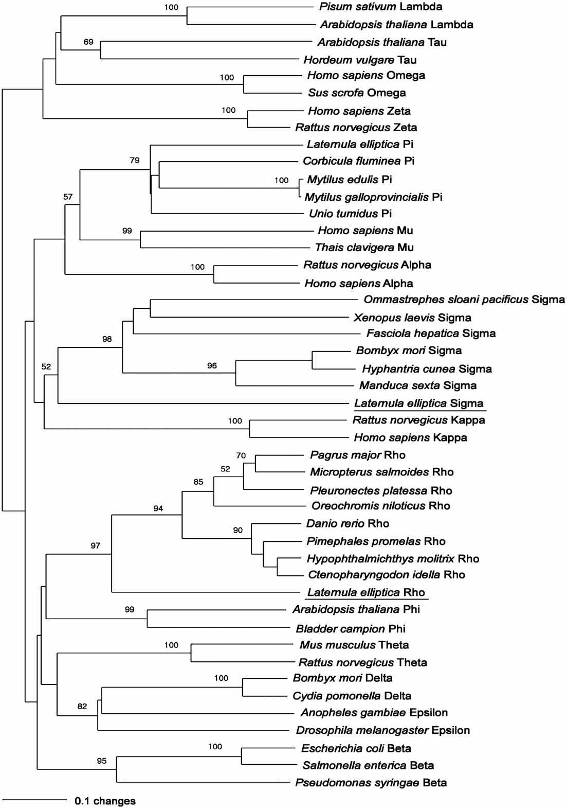 Phylogenetic analysis of the two glutathione S-transferase proteinscompared to other species.