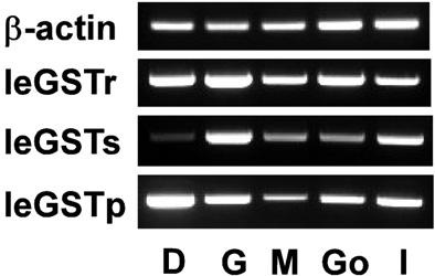 Tissue-specific expression of leGSTr, leGSTs, and leGSTp mRNAs in various tissues of Laternula elliptica as assessed by RT-PCR.