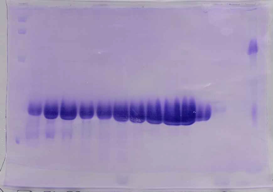 Using of Ni-affinity column SeMet-substituted protein purified SDS-PAGE