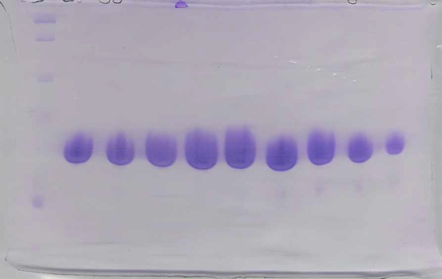 Using of Gel-filtration column SeMet-substituted protein purified SDS-PAGE