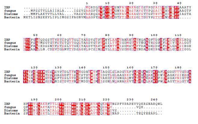 Ice binding protein sequence comparison