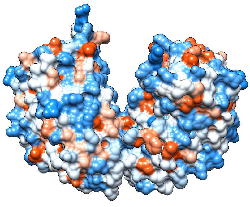 hydrophobicity of Leucosporidium. sp ice binding prot