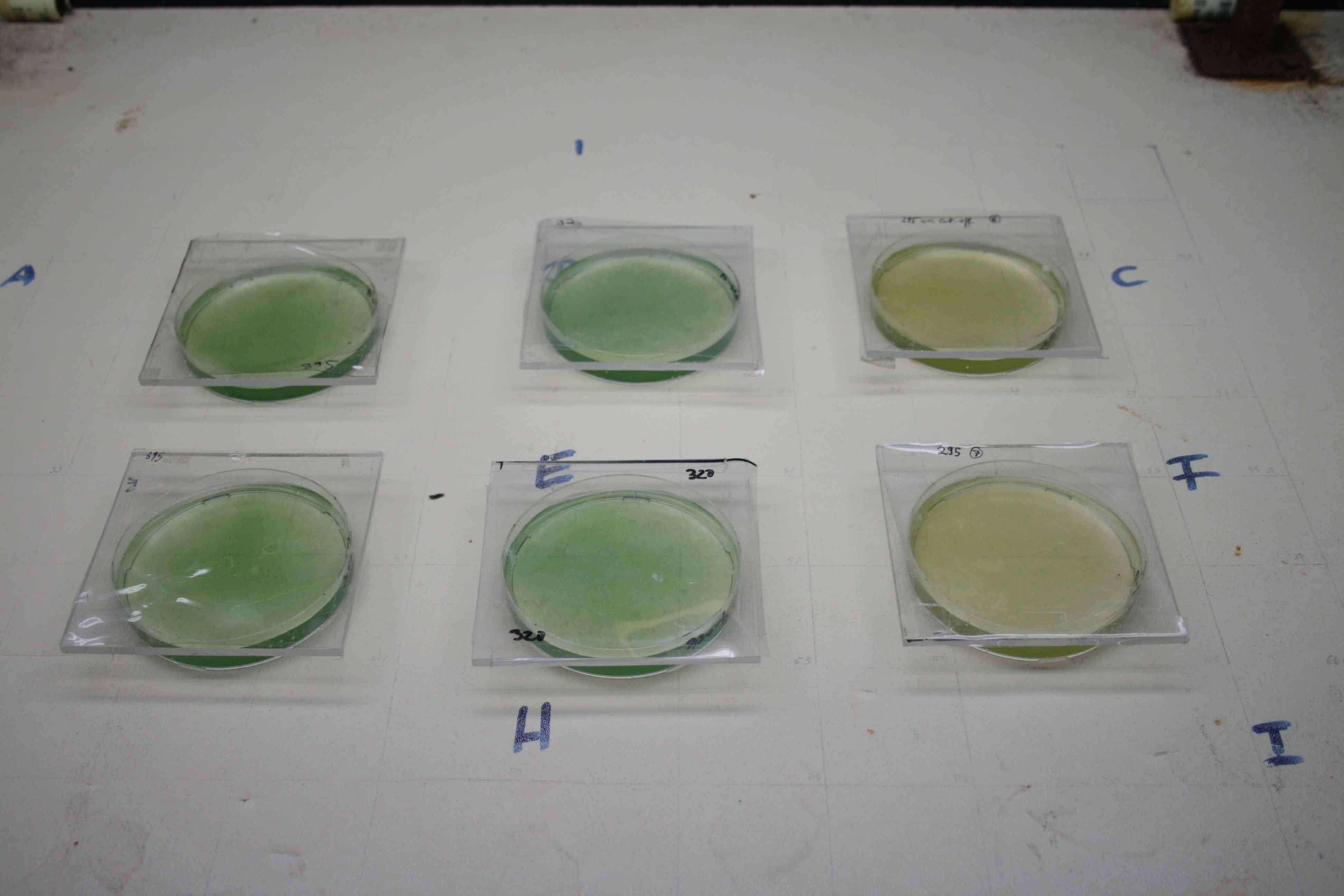 Experiment design of Anabaena variabilis using three different UV cutoff filter foils (295nm(PAR+UV-A+UV-B), 320nm(PAR+UV-A), and 395nm(PAR)).