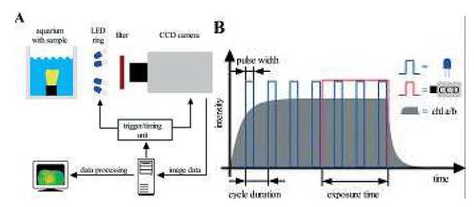 Principle of PAM ecotoxicological test