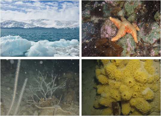 Overview of the Potter Cove and representative benthic fauna