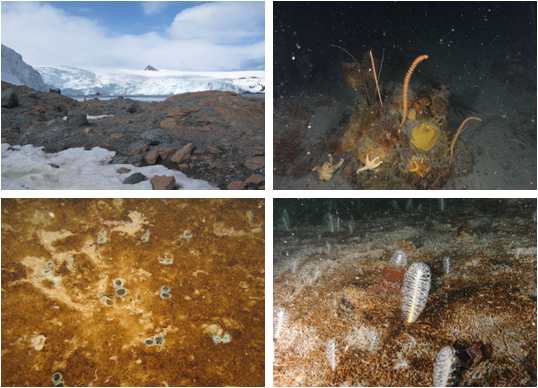Overview of the Collins Harbour and representative benthic fauna