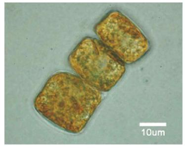 Optical microscopy of KOPRI AnM0008.