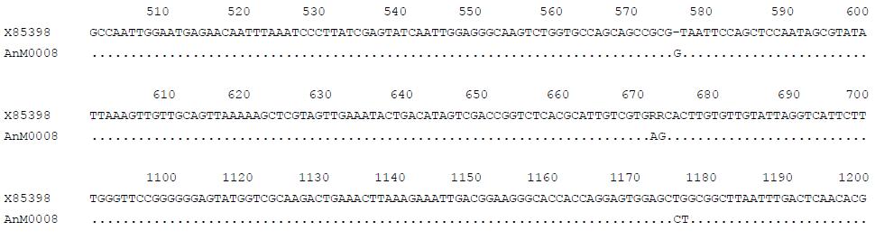 Comparison of SSU rDNA sequences between Porosira pseudodenticulata (X85398) and KOPRI AnM0008.