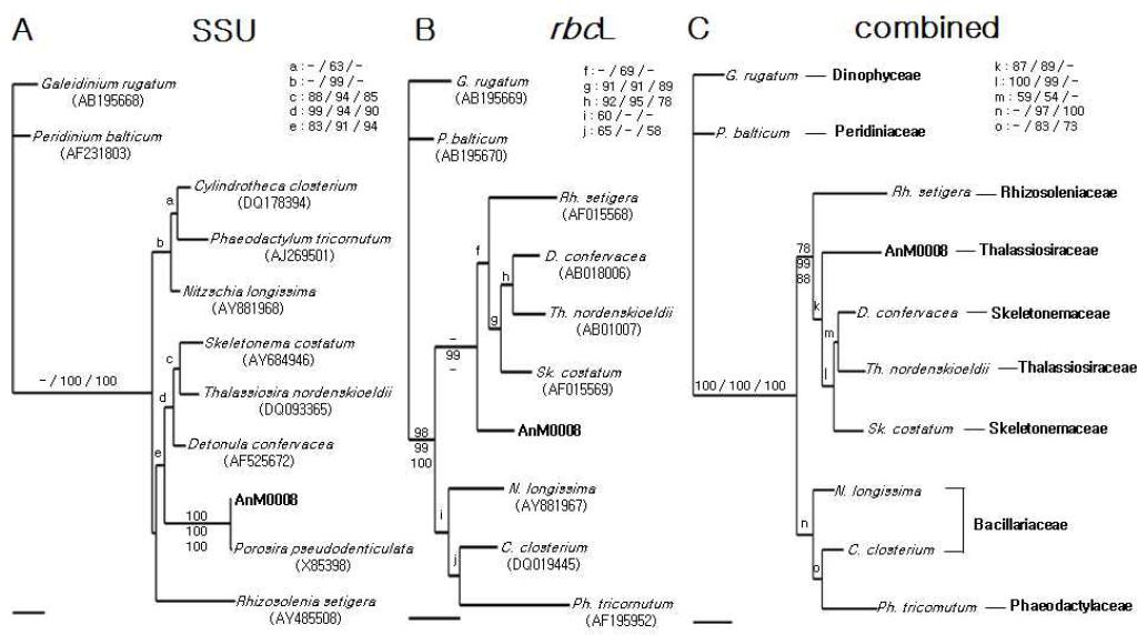 Phylogenetic trees constructed by maximum likelihood analyses for SSU rDNA (A; TIM + I + G model), rbcL (B; GTR + G model) and combined (C; GTR + I + G model) alignment.