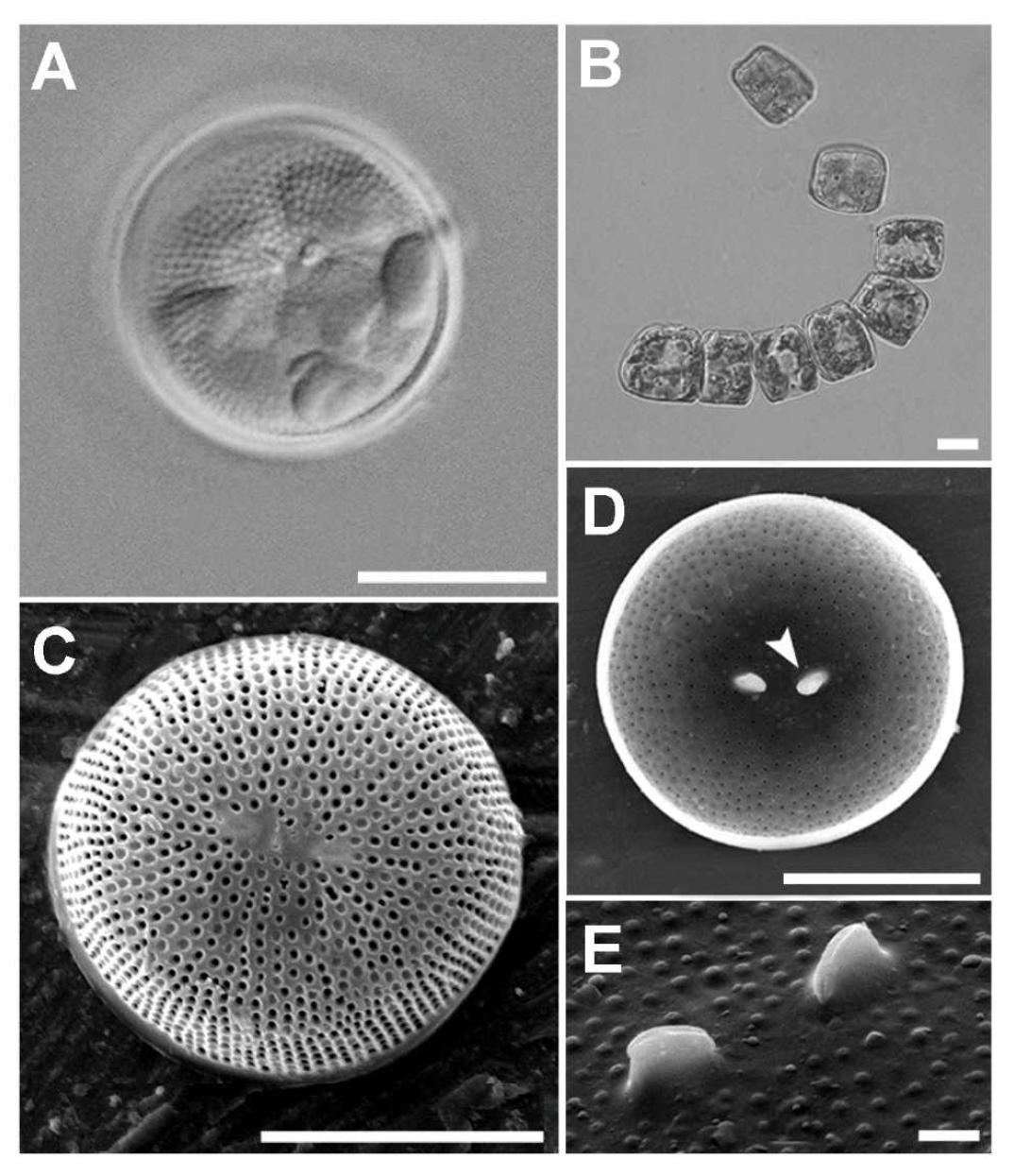 A - E, Stellarimamicrotrias.