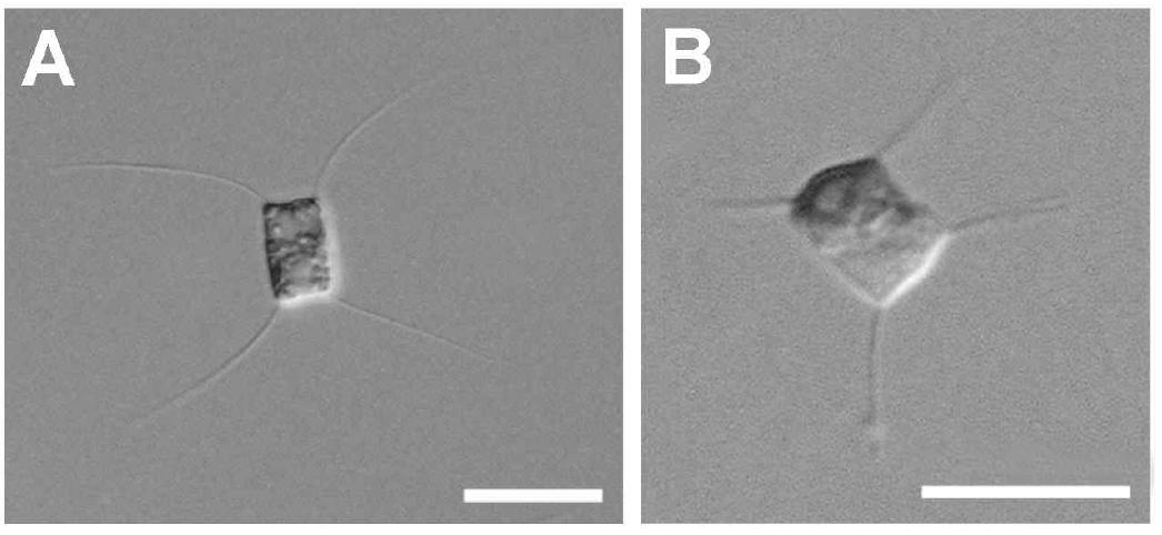 A, Chaetoceros neogracile and B, Chaetoceros sp. A and B, entire valve in LM. Scale bar: A and B = 10 µm.