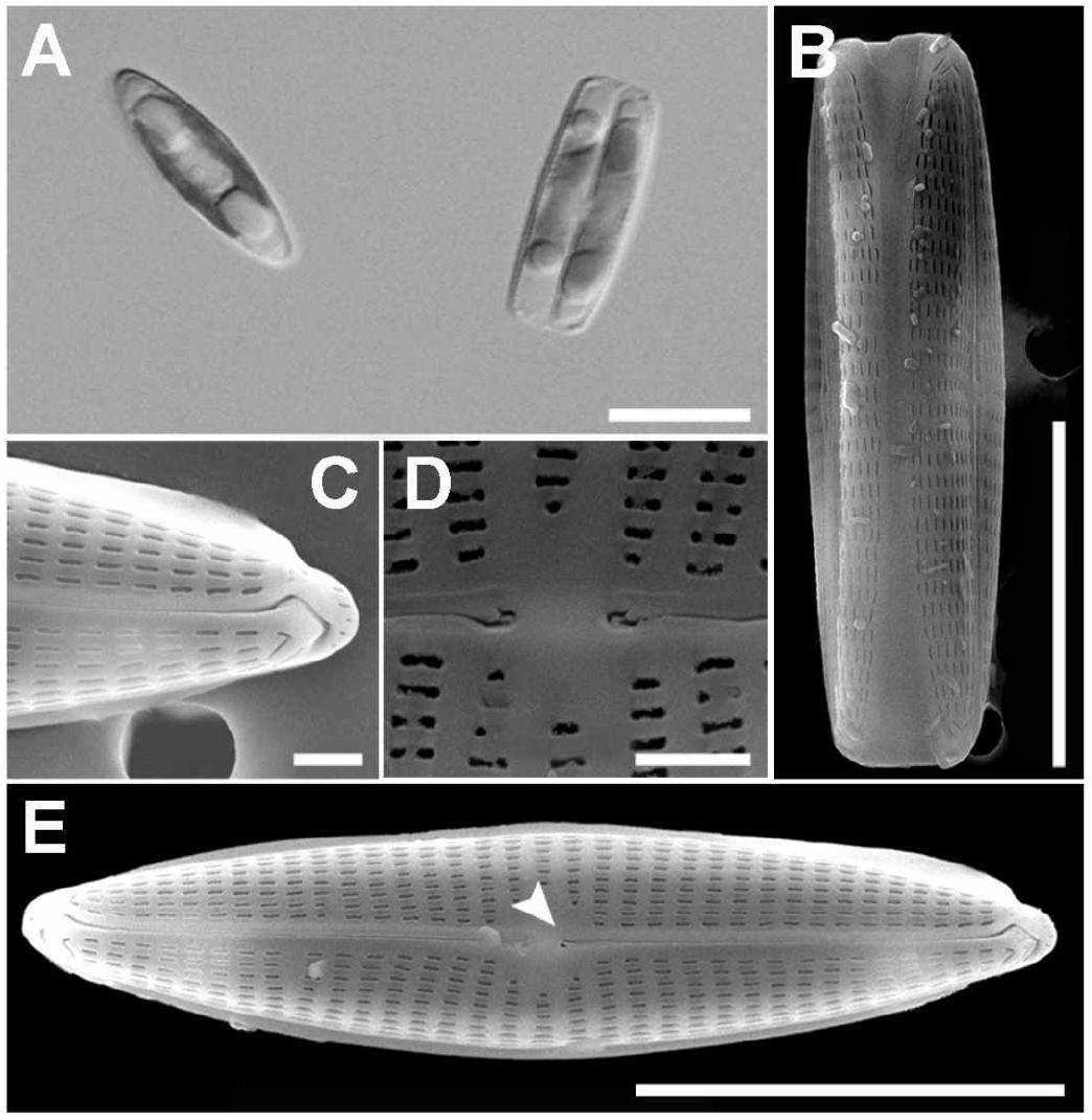 A – E, Navicula gelida. A, General view in LM; B, lateral view in SEM; C, SEM detail of terminal raphe ending; D, central raphe endings. E, SEM cell in valve view.