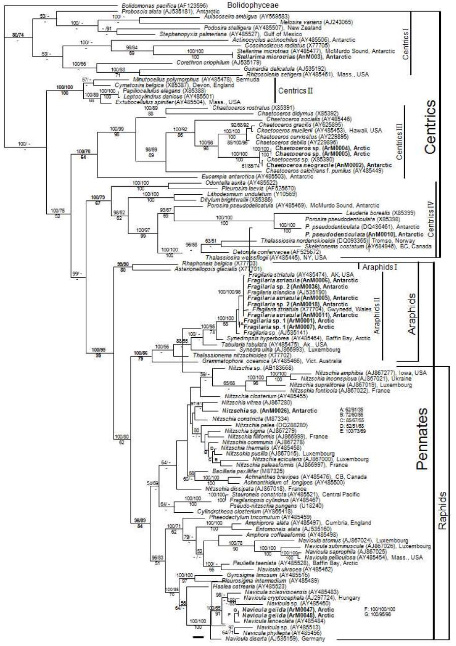 Tree constructed with Bayesian inference for the SSU alignment (GTR+G+I model).