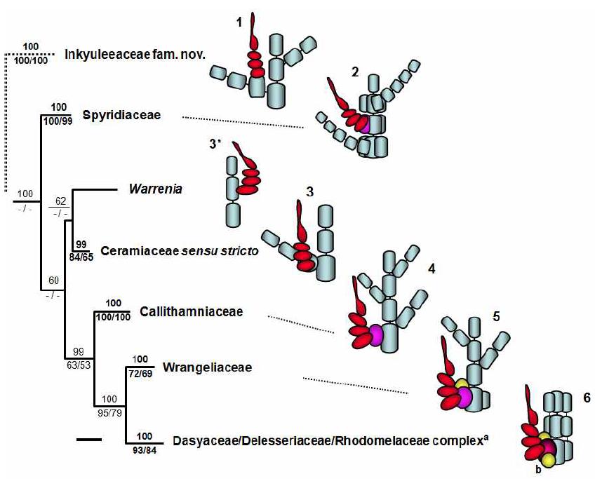 Putative scenario of procarp evolution for the five major lineages of the Ceramiaceae and the DDRS complex mapped on the backbone structure of Figure 1.