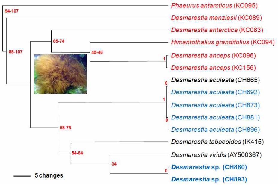 Phylogram (UPGMA) displaying clustering of the included species for DNA barcoding by cox1 data from samples of Polar Desmarestiales.