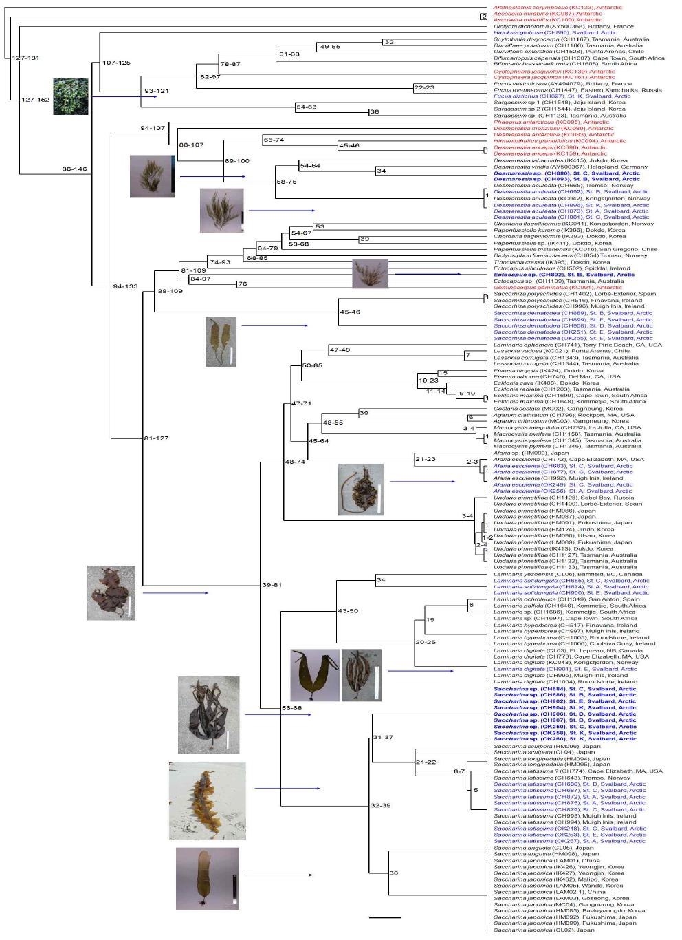 Phylogram (UPGMA) displaying clustering of the included species for DNA barcoding by cox1 data in this study.