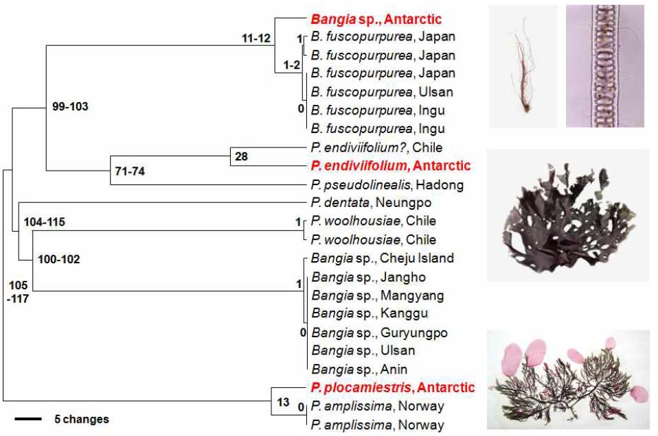 Phylogram (UPGMA) displaying clustering of the included species for DNA barcoding by cox1 data from samples of Antarctic Bangiales.the right